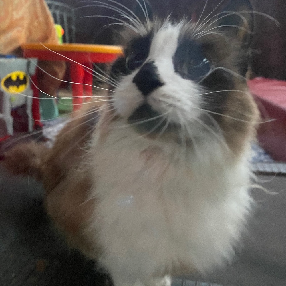 Meet your Posher, ivy